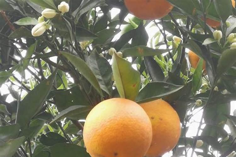 绿植黄叶的原因和处理办法