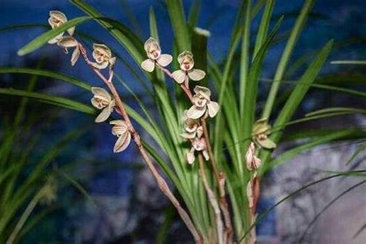 磷酸二氢钾和花多多2号,花多多1号区别？