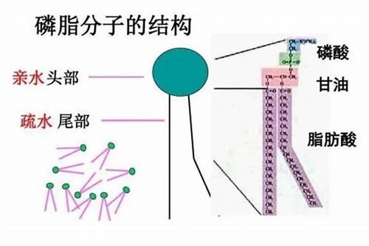 磷酸有什么用途