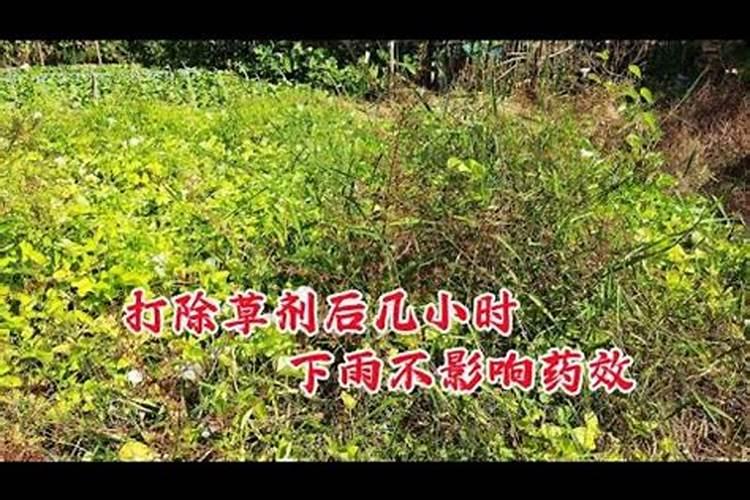 打完农药几小时后下雨没事