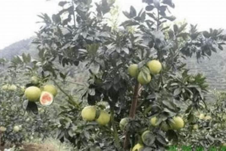 芒果适合在哪个月份种植？