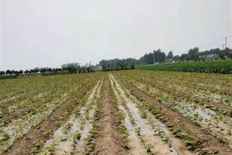 如何提高氮肥磷肥钾肥的利用率