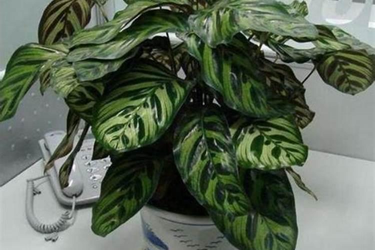 大对叶水草种植教程