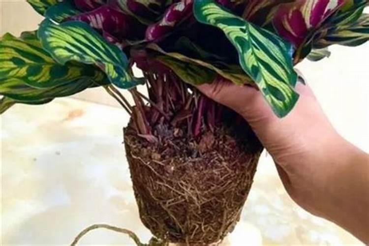 孔雀竹芋叶子向下耷拉