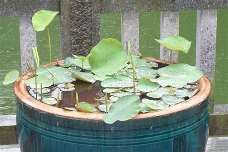 荷花需要什么肥料,给足底肥、适当追肥
