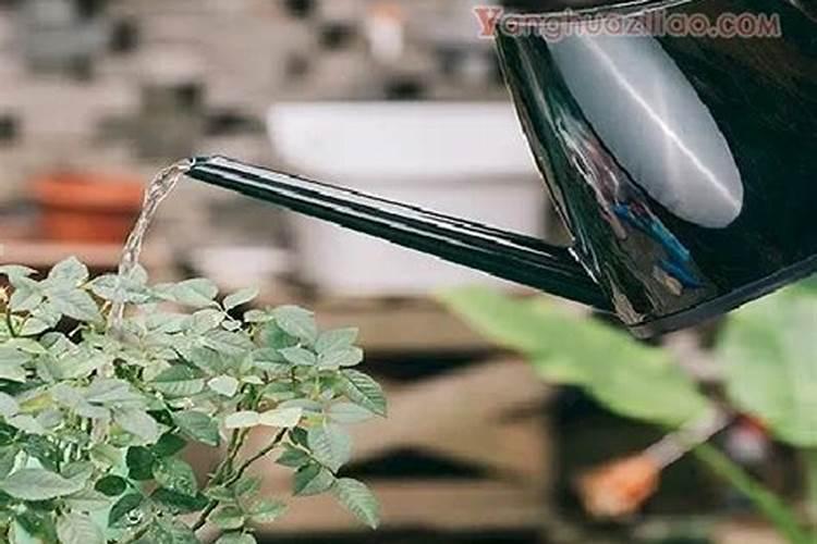 香蕉皮做花肥含氮磷钾哪种多 香蕉皮做花肥适合什么花