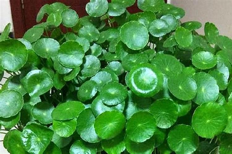 大姜春天种植需要施什么肥？