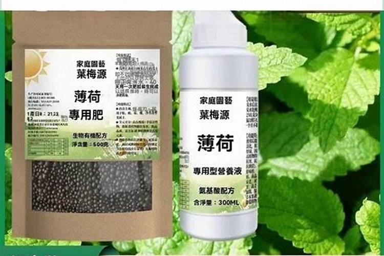 薄荷怎么养