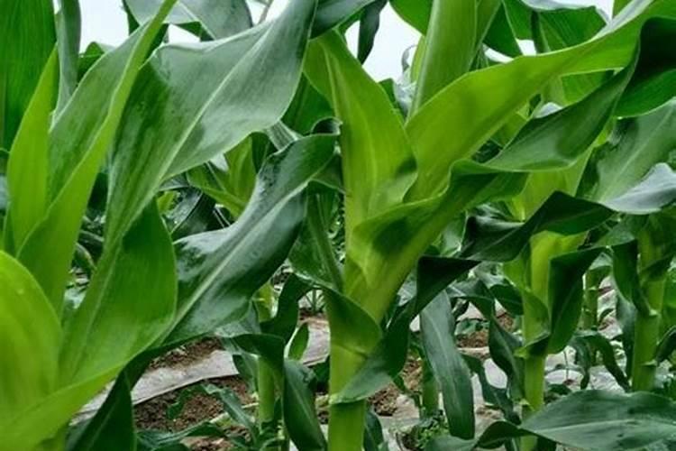 玉米复合肥氮磷钾最佳比例