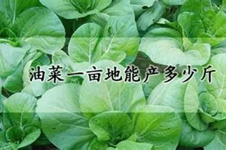种植油菜该怎么施硼肥？