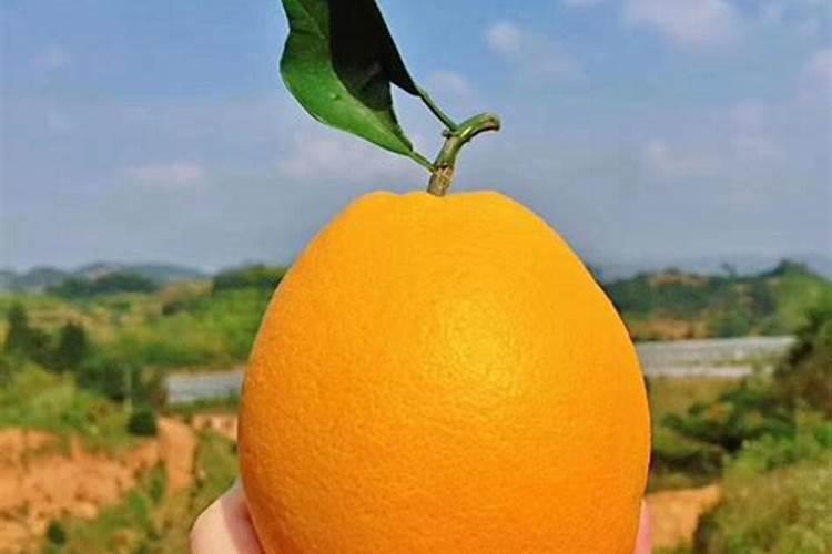 脐橙树灌根用磷酸二氢钾浓度以多少为宜？