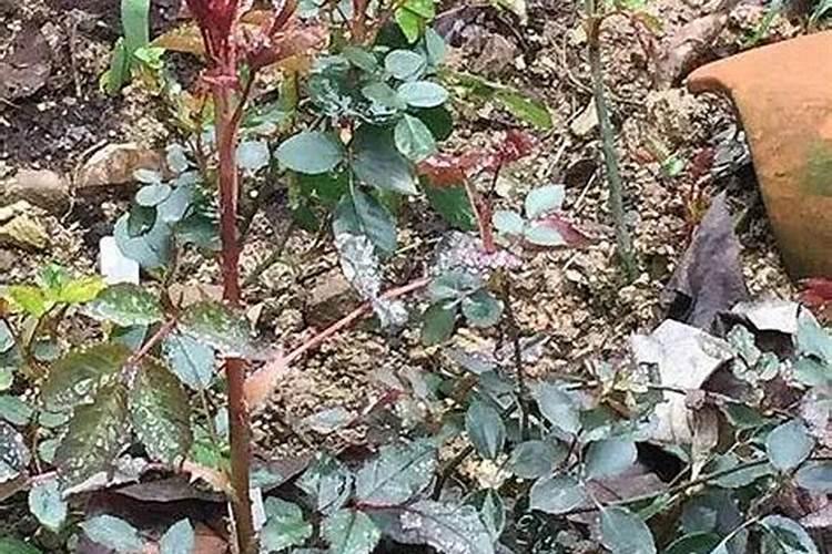矿源黄腐酸钾什么时候用效果好？芒果使用黑金晶促产增收怎么用百度知 ...