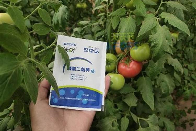油菜籽种植技术及田间管理措施 (前期栽培注意事项)