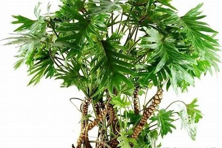 白皮松怎么管理？白皮松的修剪与管理方法