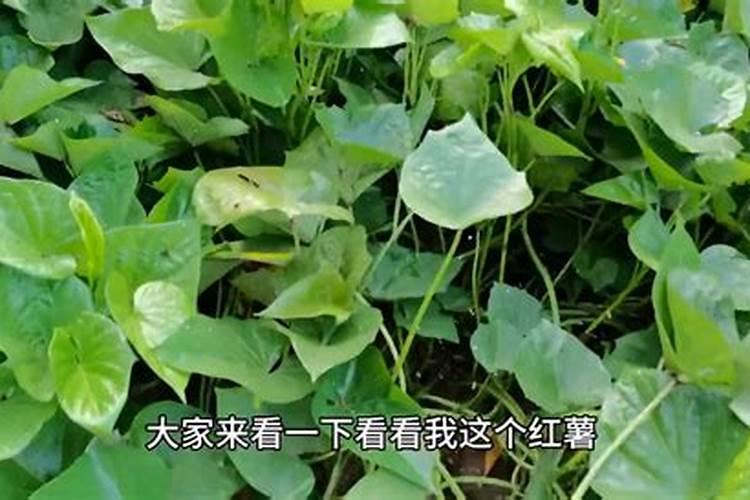 有哪些花能用氮肥