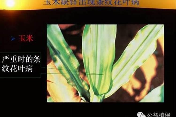 28表高芸苔素内酯的溶解度为多少