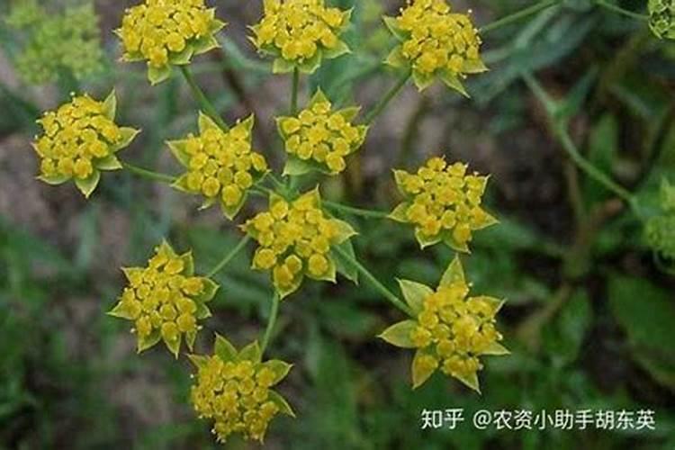 种毛豆到底要不要施肥 施什么肥好