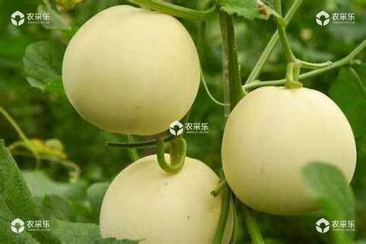 甜瓜底肥施什么肥好