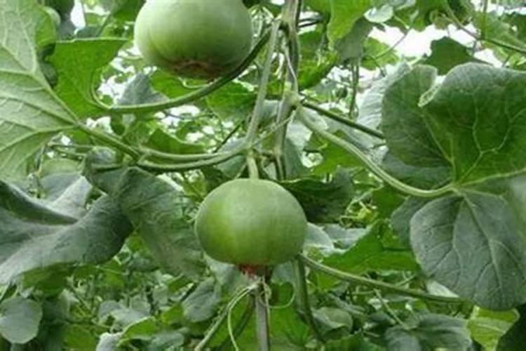 甜瓜用什么肥料好 甜瓜的施肥技术