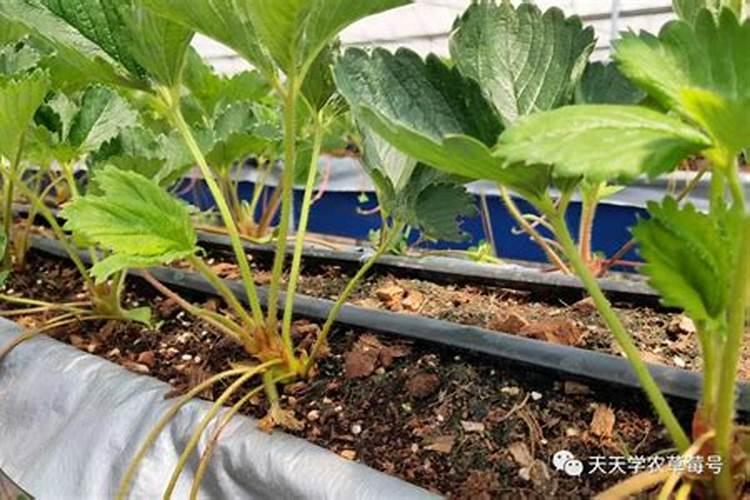 香椿叶对鱼有什么作用