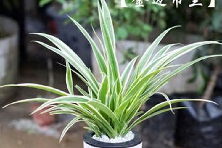 黄瓜追肥用什么肥料好