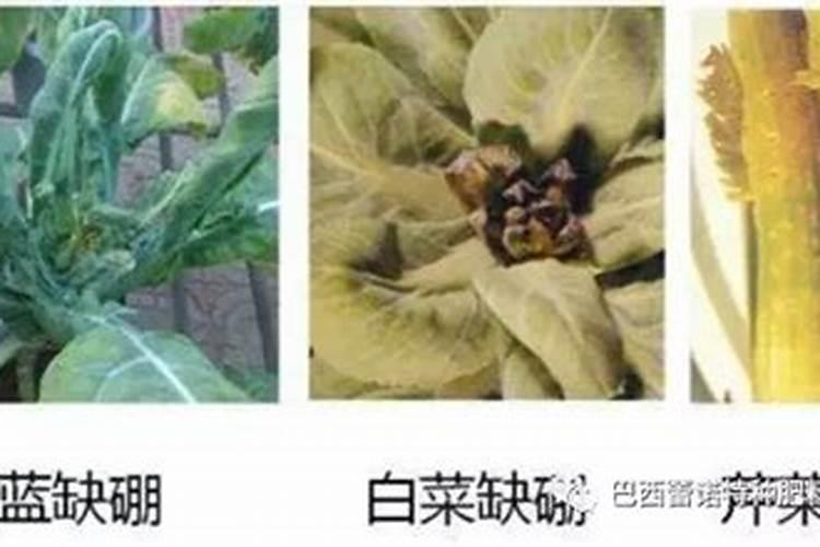 莴苣的营养与施肥有什么特点？
