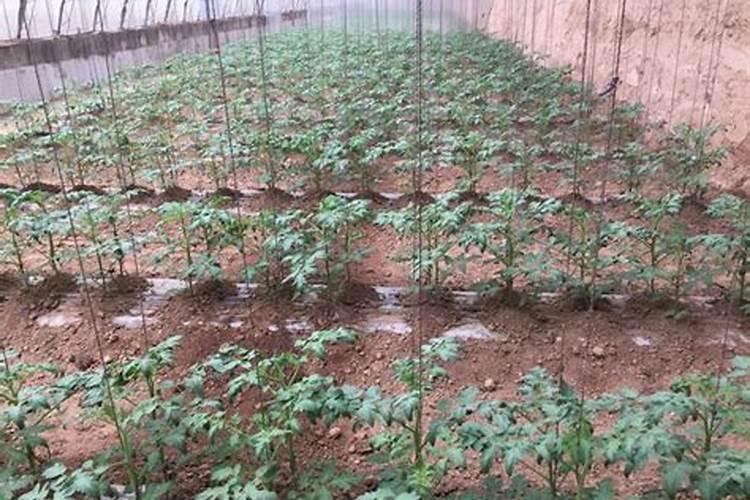 青菜和白菜哪个营养价值更高