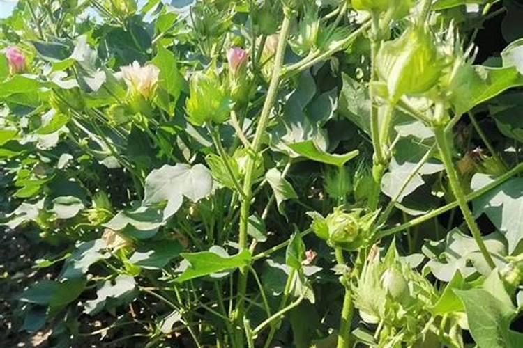 棉花每个生长周期的施肥方案 施肥用一铵还是用二铵