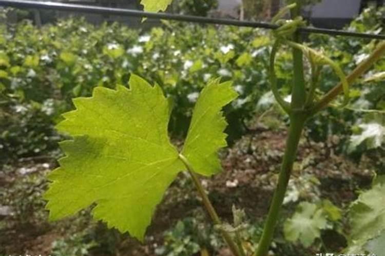 藤稔葡萄用碧护拉穗可以整株叶面喷施吗