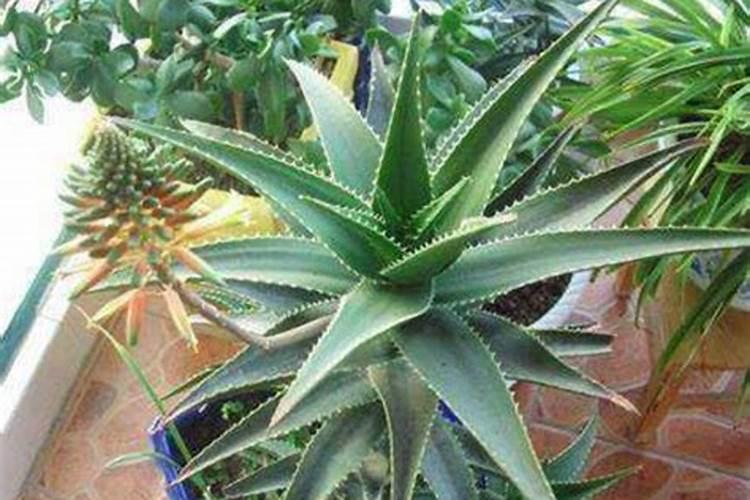 芦荟冬天怎么浇水
