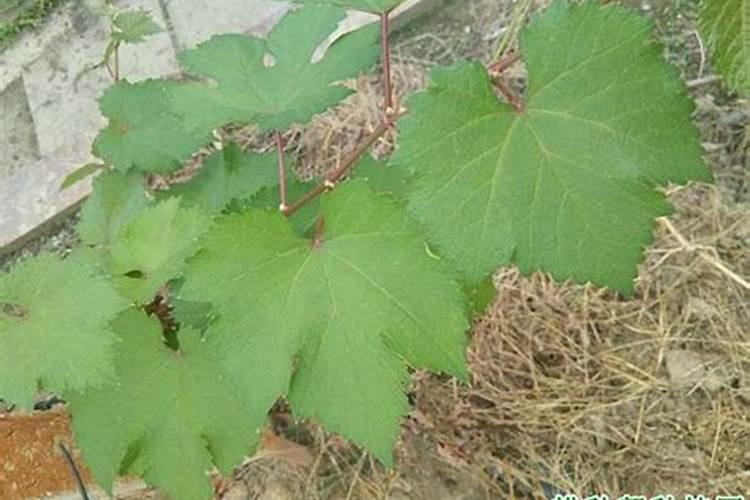 矿源黄腐酸钾配磷酸二氢钾浇草莓可以吗
