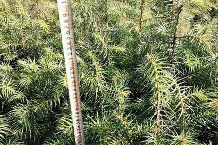 芒果施什么肥