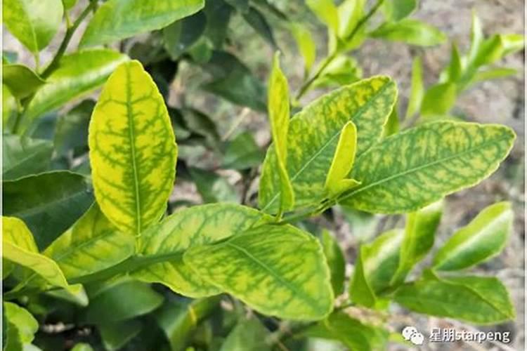 柑橘开春用什么肥料