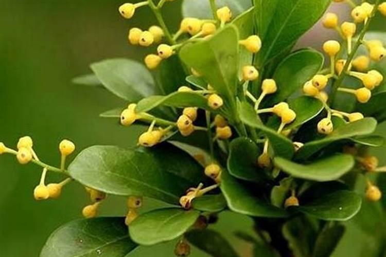 用磷酸二氢钾给米兰花催花需要注意些什么