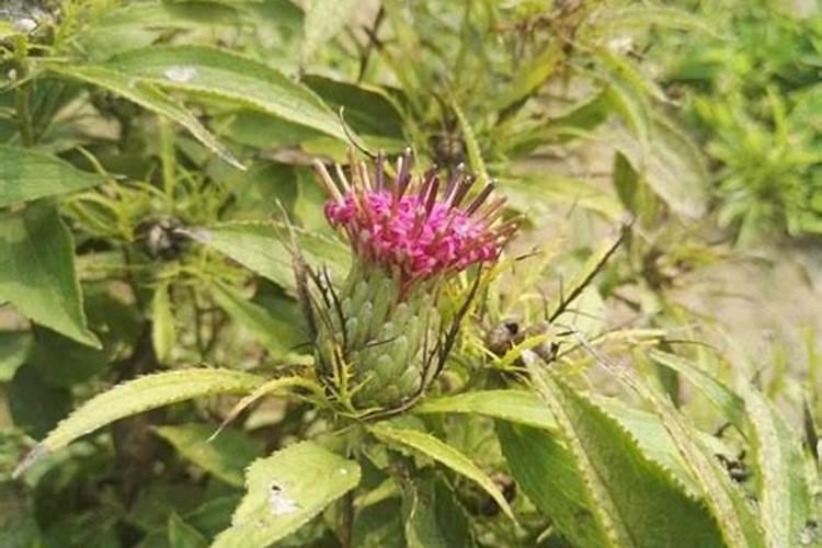 种花需要肥料,请问什么是磷肥、什么是氮肥、什么是钾肥？