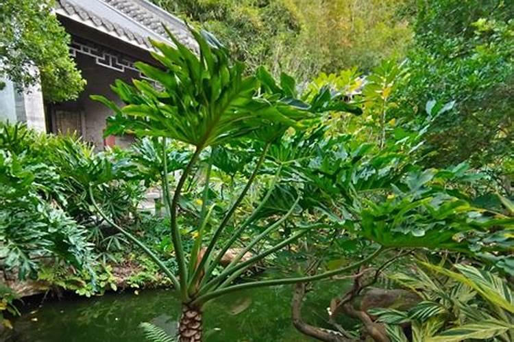 石竹花什么季节施肥最好 施肥多少合适