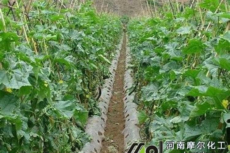 竹子施什么肥最好