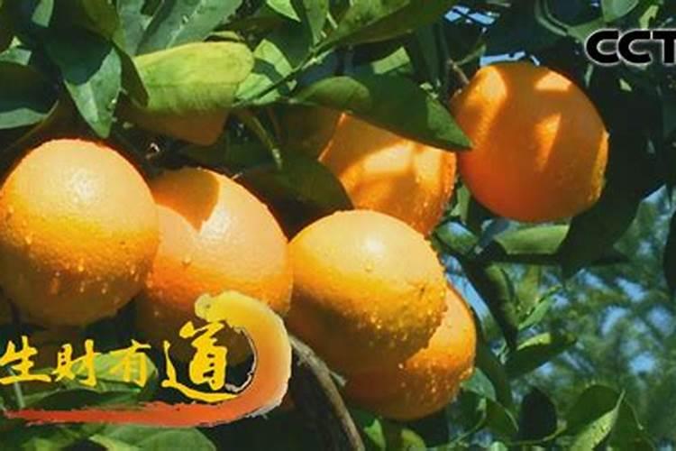 小麦施肥的方法
