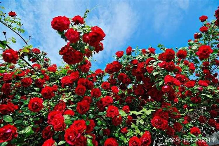 月季花现在都发芽了,而且也长新叶子了,可以施肥吗？