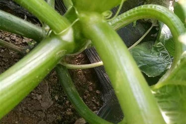 种植萝卜如何施硼肥呢？施硼肥的方法有哪些？