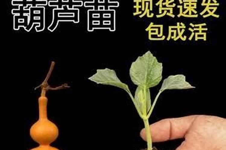 葫芦怎么施肥