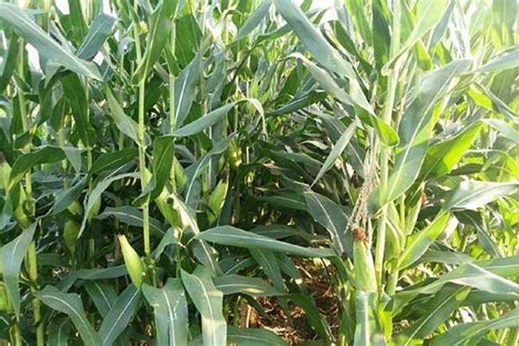 茶树油渣能放玉米地做肥料吗？