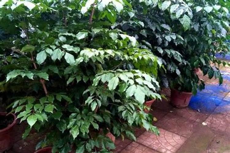如何做桂花树肥料