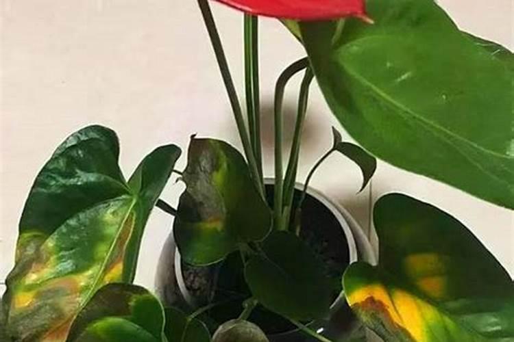 控释肥一次给多少