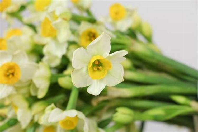 水仙花怎么养殖？
