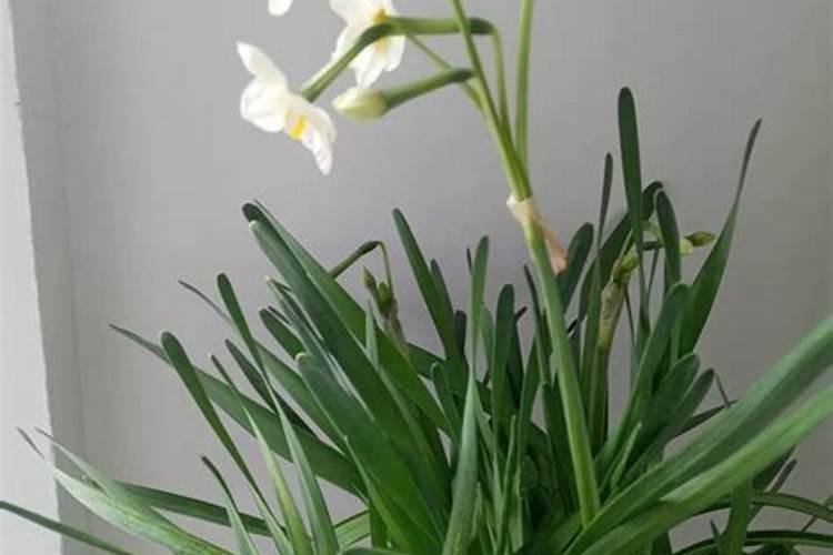 水仙花施肥方法