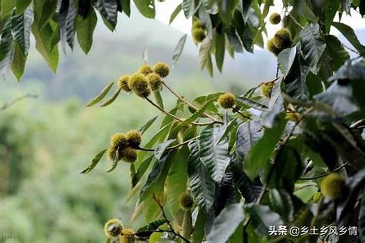 南丰蜜桔什么时候下钾肥好？