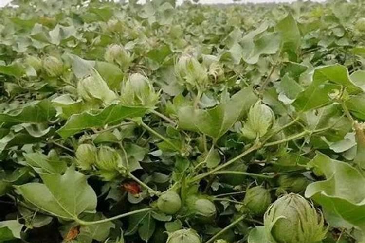 葡萄开花前喷什么叶面肥