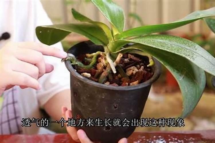 蝴蝶兰施什么肥好