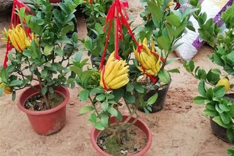 无花果的资料简介